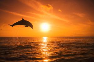 1-bottlenose-dolphin-tursiops-truncatus-jumping-out-of-water-sunset-rene-frederick